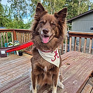 Xena is registered to the contest to win money with this photo: dog, bandana, outdoor, deck, wooden_table, happy, tongue_out, brown_fur, white_fur, pet, nature, trees, fence, garden, sunlight, smiling, ears_up, sitting, canine, animal