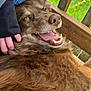 Xena joined the competition — help win amazing prizes! dog, brown_fur, happy, smiling, petting, hand, outdoor, wooden_deck, grass, tongue, teeth, fur, ears, closeup, relaxed, canine, nature, animal, daylight, portrait