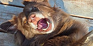 Xena is registered to the contest to win money with this photo: dog, brown, fur, open_mouth, teeth, tongue, wooden_deck, sunlight, shadow, pet, canine, outdoor, playful, happy, closeup, animal, ears, nose, lying_down, daylight