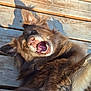 animal, brown, canine, closeup, daylight, dog, ears, fur, happy, lying_down, nose, open_mouth, outdoor, pet, playful, shadow, sunlight, teeth, tongue, wooden_deck