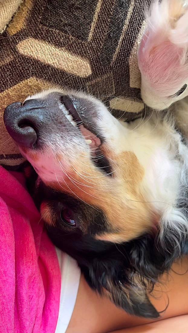 Sasha is registered to the contest to win money with this photo: beard, canidae, carnivore, claw, comfort, companion_dog, dog, dog_breed, ear, fawn, fur, liver, paw, petal, snout, sporting_group, toy_dog, whiskers, working_animal