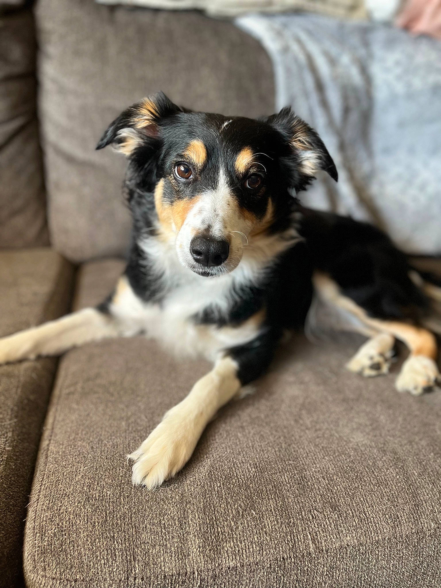 Sasha is registered to the contest to win money with this photo: ball, canidae, carnivore, companion_dog, couch, dog, dog_breed, fur, herding_dog, paw, puppy, snout, sporting_group, terrestrial_animal, toy_dog, whiskers, working_animal, working_dog