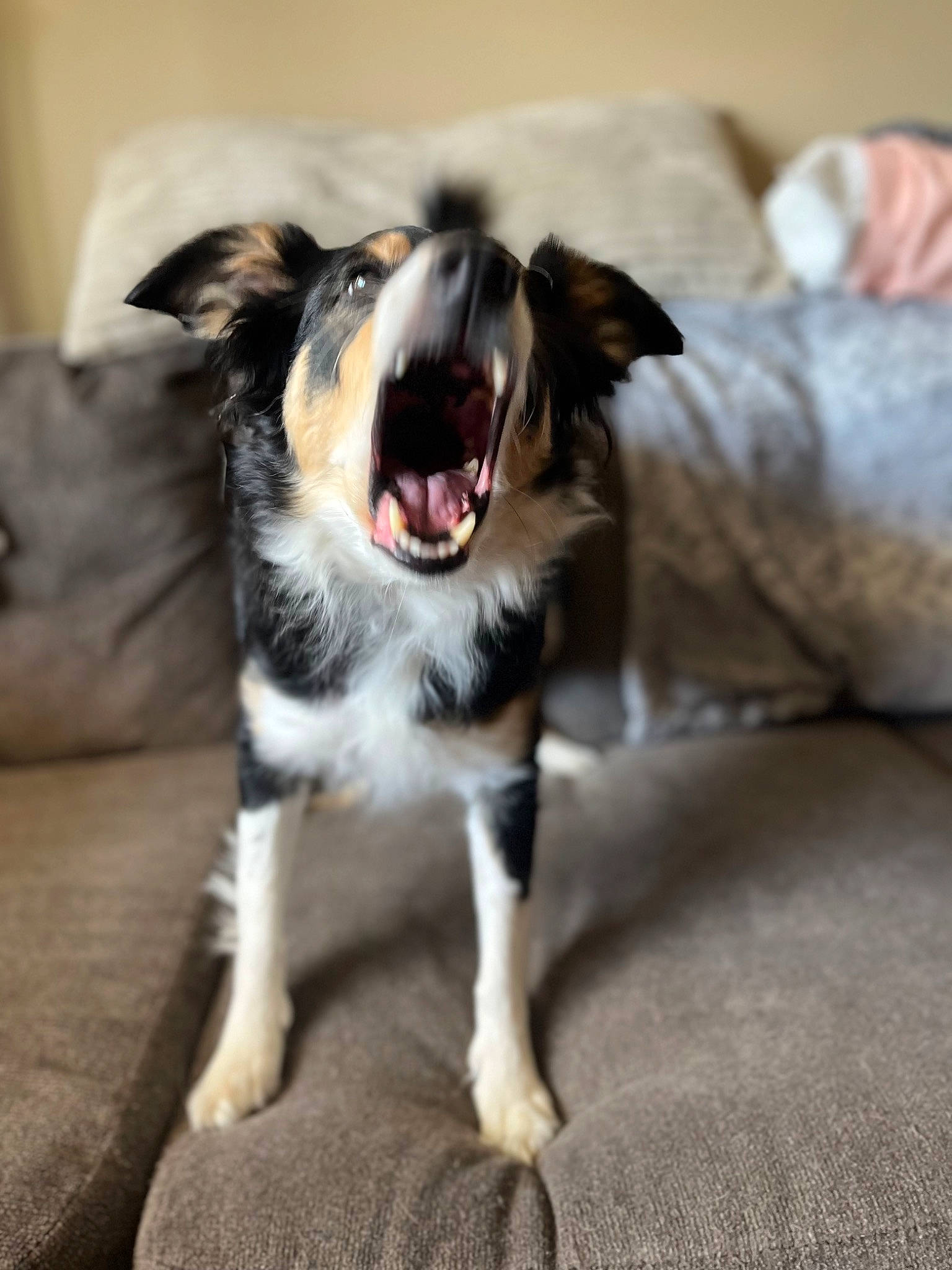 Sasha is registered to the contest to win money with this photo: carnivore, claw, companion_dog, corgi_chihuahua, dog, dog_breed, fang, fur, grey, non_sporting_group, paw, puppy, sporting_group, tail, whiskers, working_animal, working_dog, yawn