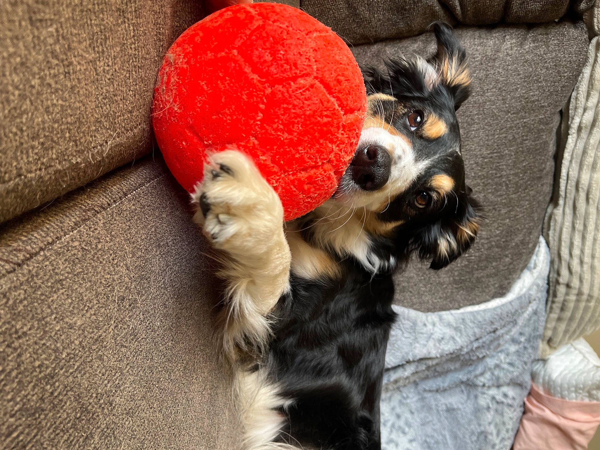 Sasha joined the competition — help win amazing prizes! ball, canidae, carnivore, comfort, companion_dog, dog, dog_breed, dog_clothes, dog_supply, fawn, felidae, paw, small_to_medium_sized_cats, snout, sporting_group, stuffed_toy, tail, toy, toy_dog, whiskers