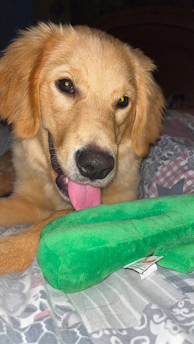 Layla joined the competition — help win amazing prizes! ball, canidae, carnivore, companion_dog, dog, dog_breed, dog_supply, fawn, fur, green, gun_dog, liver, mammal, retriever, snout, sporting_group, sports_equipment, vertebrate, whiskers, working_animal