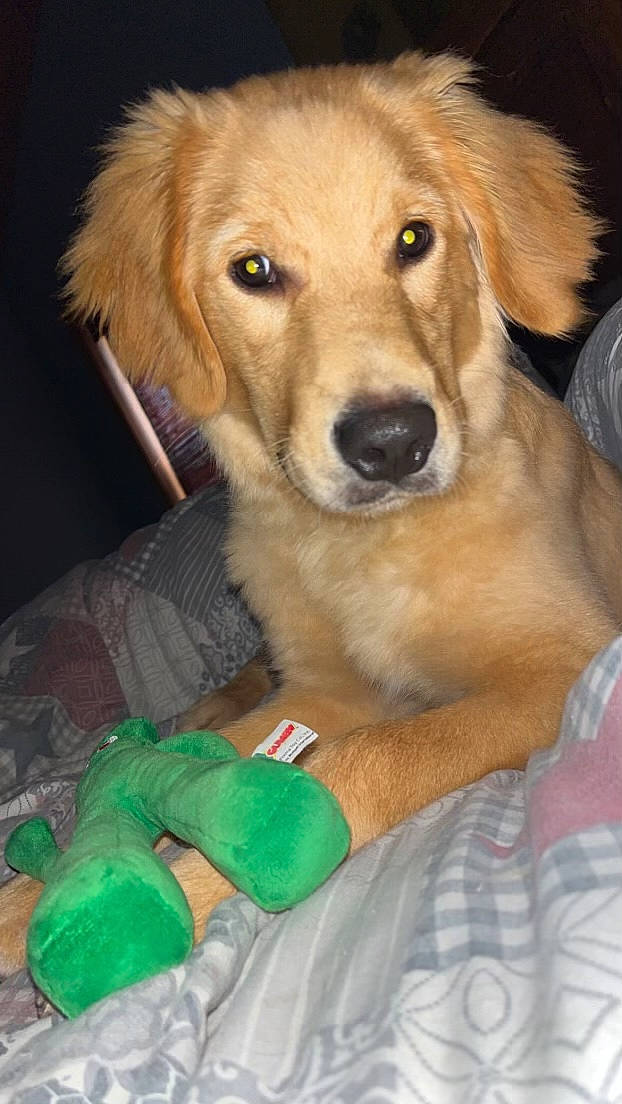 Layla joined the competition — help win amazing prizes! canidae, carnivore, companion_dog, dog, dog_breed, fawn, fur, gun_dog, puppy, small_greek_domestic_dog, sporting_group, terrestrial_animal, whiskers, working_dog, wrist