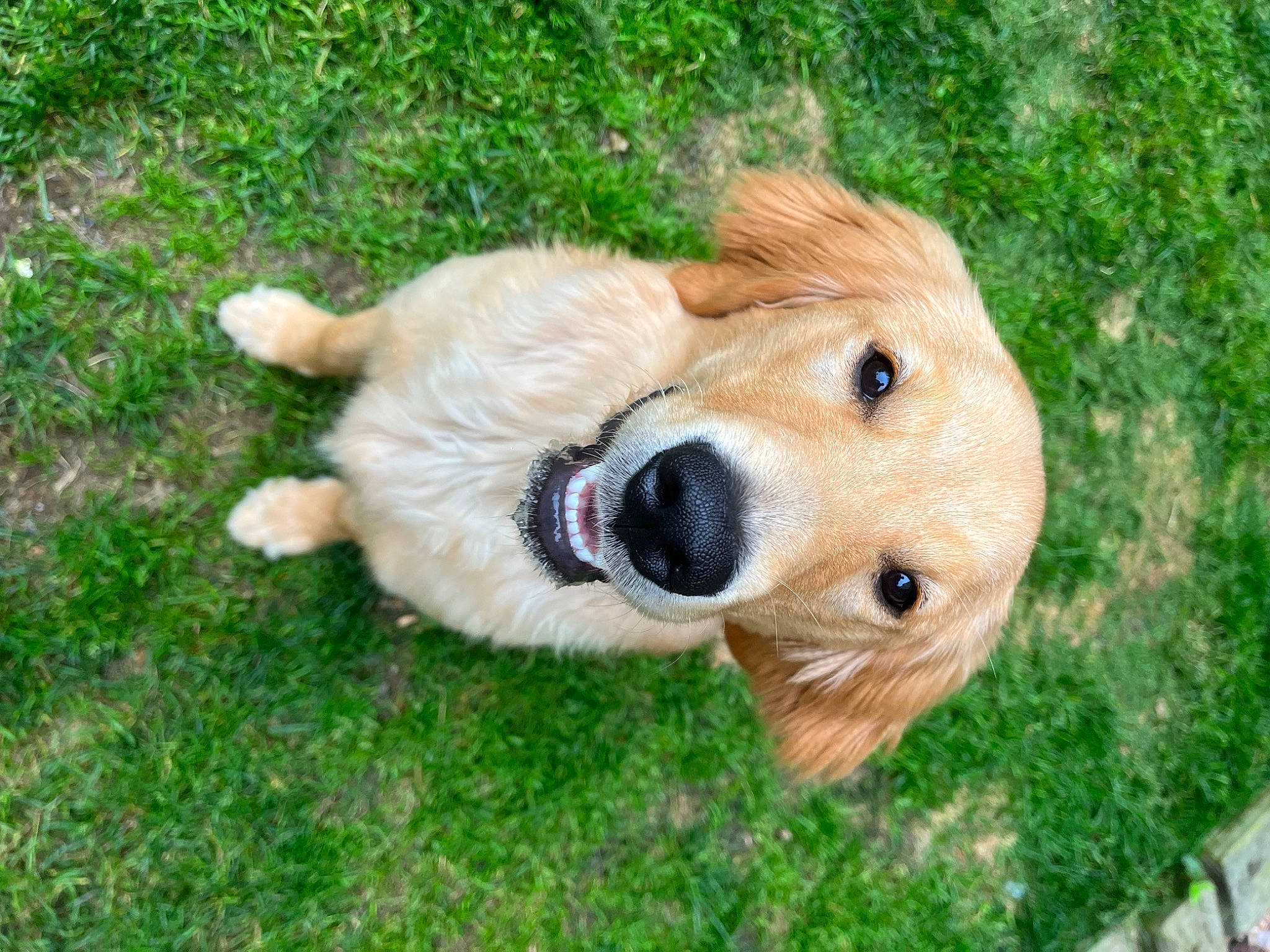 Layla joined the competition — help win amazing prizes! canidae, carnivore, companion_dog, dog, dog_breed, fawn, fur, golden_retriever, grass, liver, plush, retriever, snout, sporting_group, stuffed_toy, terrestrial_animal, toy, whiskers, wood, working_animal