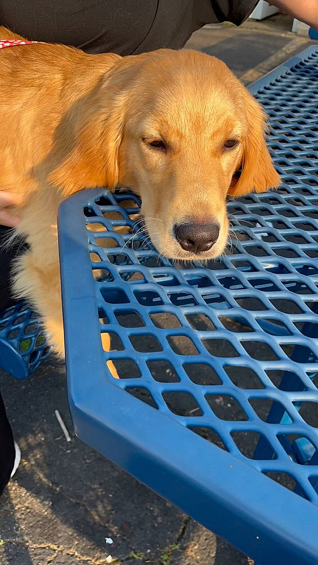 Layla joined the competition — help win amazing prizes! blue, canidae, carnivore, companion_dog, dog, dog_breed, dog_supply, electric_blue, fawn, golden_retriever, gun_dog, paw, pet_supply, plant, recreation, retriever, snout, sporting_group, whiskers, wood