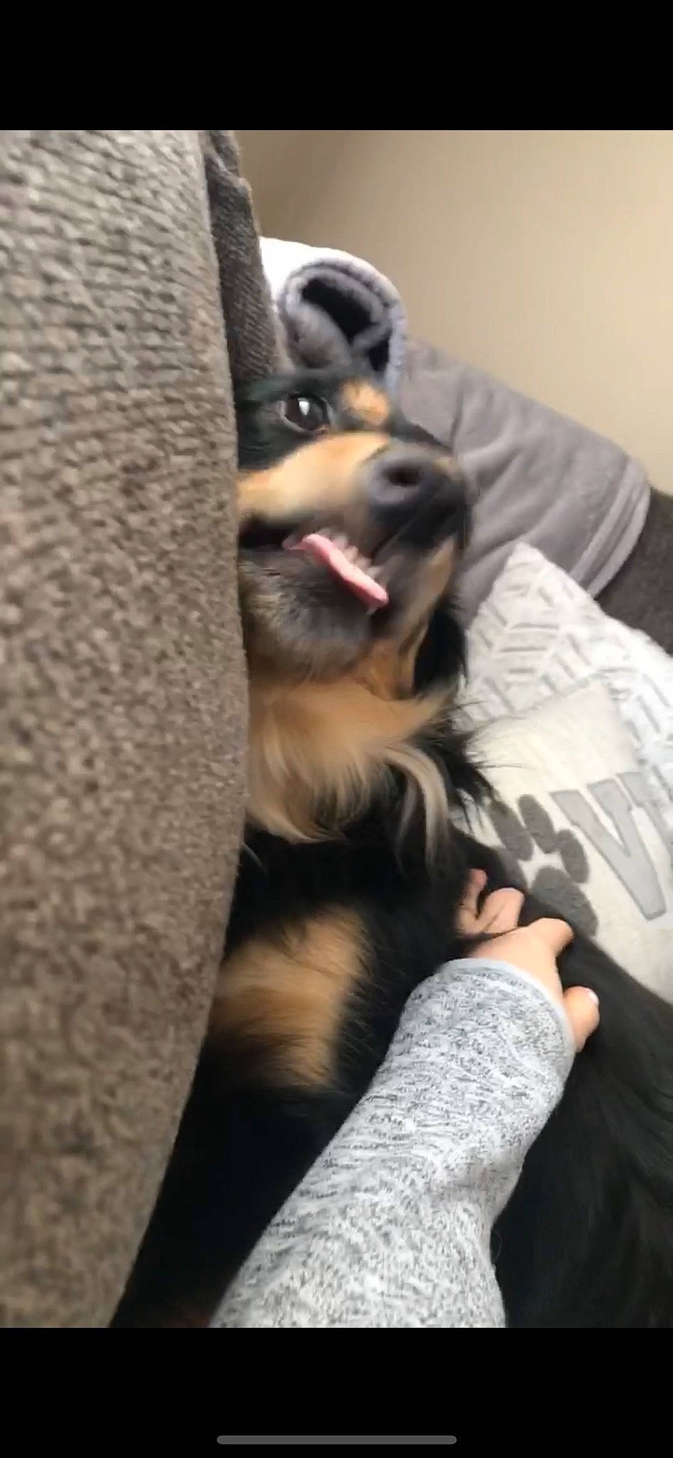 Bella joined the competition — help win amazing prizes! canidae, carnivore, comfort, companion_dog, dog, dog_breed, fawn, felidae, fur, gesture, grey, human_leg, paw, sitting, small_to_medium_sized_cats, snout, sporting_group, thigh, whiskers, yawn