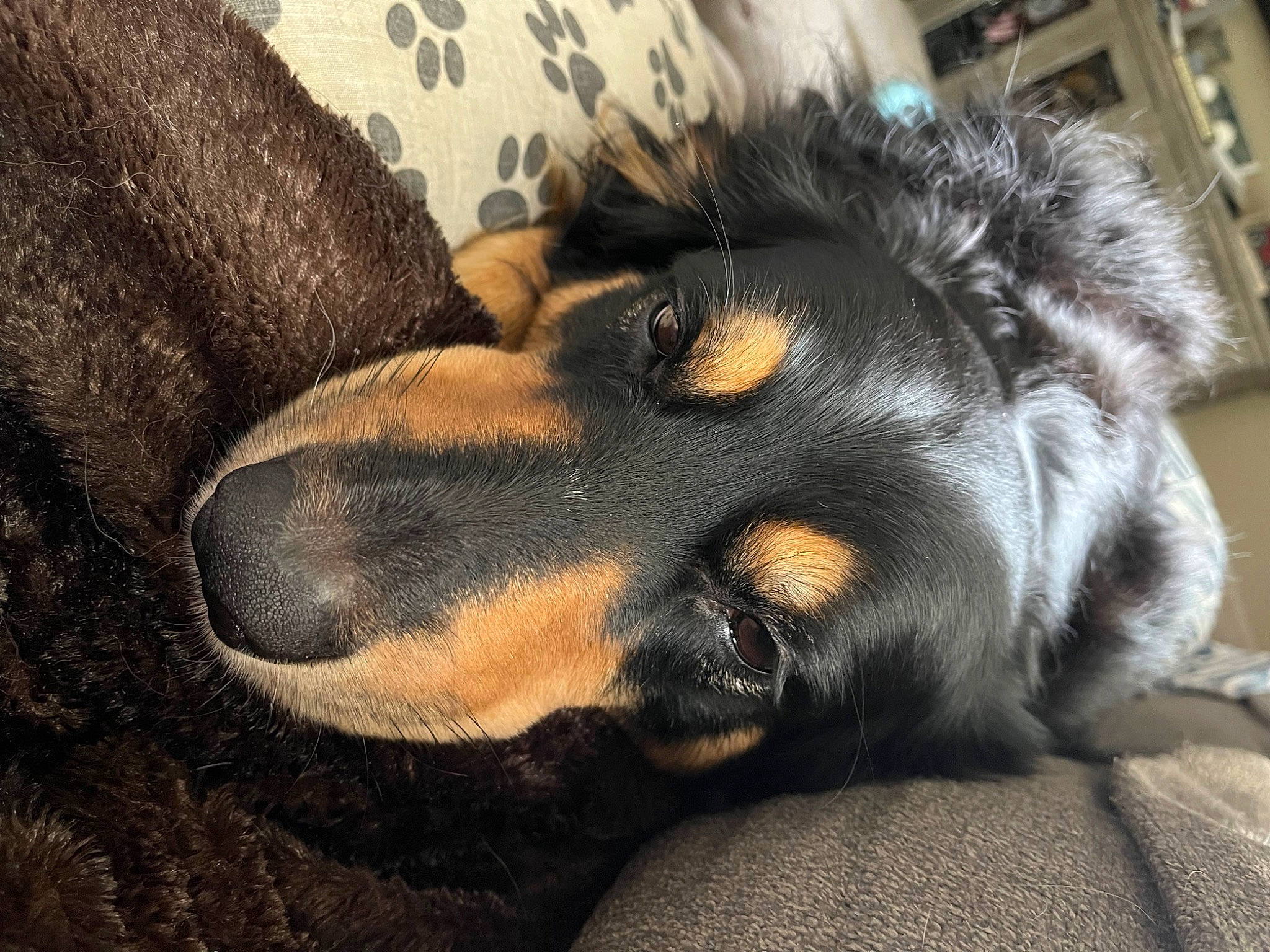 Bella joined the competition — help win amazing prizes! canidae, carnivore, claw, comfort, companion_dog, dobermann, dog, dog_breed, ear, foot, fur, guard_dog, nap, paw, snout, sporting_group, tail, terrestrial_animal, whiskers, working_dog