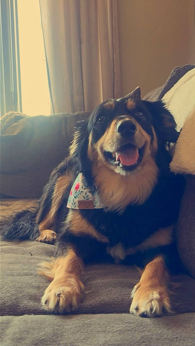 Bella joined the competition — help win amazing prizes! canidae, carnivore, companion_dog, dog, dog_breed, fang, fawn, flooring, fur, giant_dog_breed, guard_dog, happy, jaw, paw, snout, tints_and_shades, whiskers, working_animal, working_dog, yawn