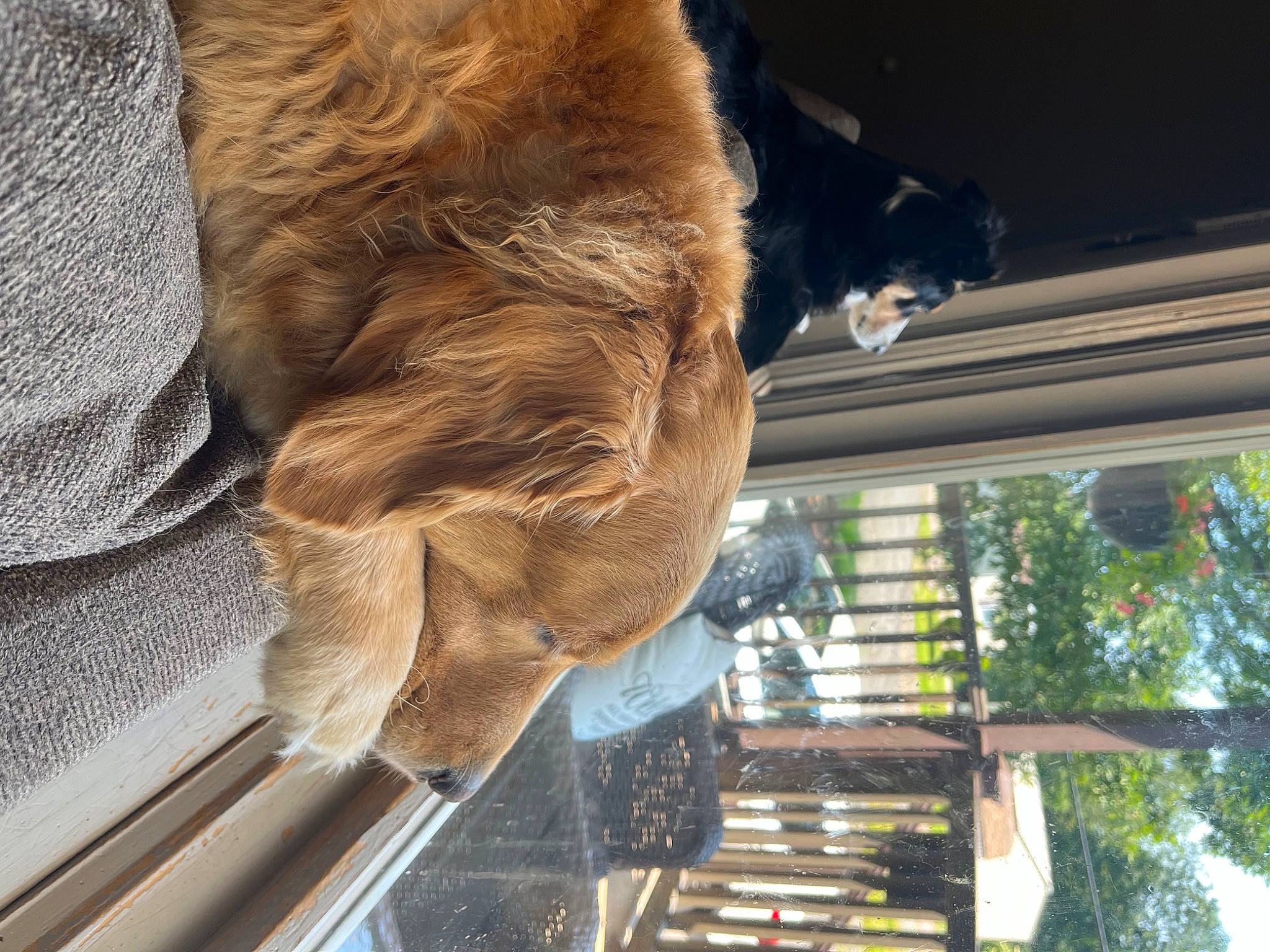 Harley is registered to the contest to win money with this photo: carnivore, companion_dog, dog_breed, fawn, felidae, fur, human_leg, liver, plant, snout, sporting_group, tail, terrestrial_animal, textile, tints_and_shades, tree, window, wood