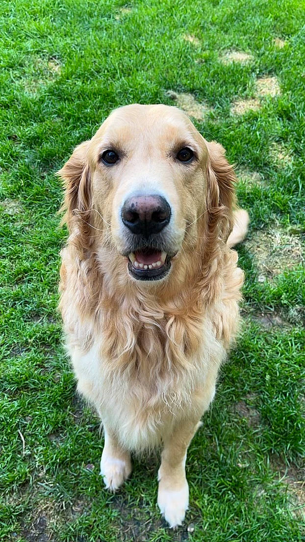 Harley joined the competition — help win amazing prizes! canidae, carnivore, companion_dog, dog, dog_breed, fawn, fur, golden_retriever, grass, gun_dog, plant, snout, sporting_group, terrestrial_animal, whiskers, working_animal, working_dog