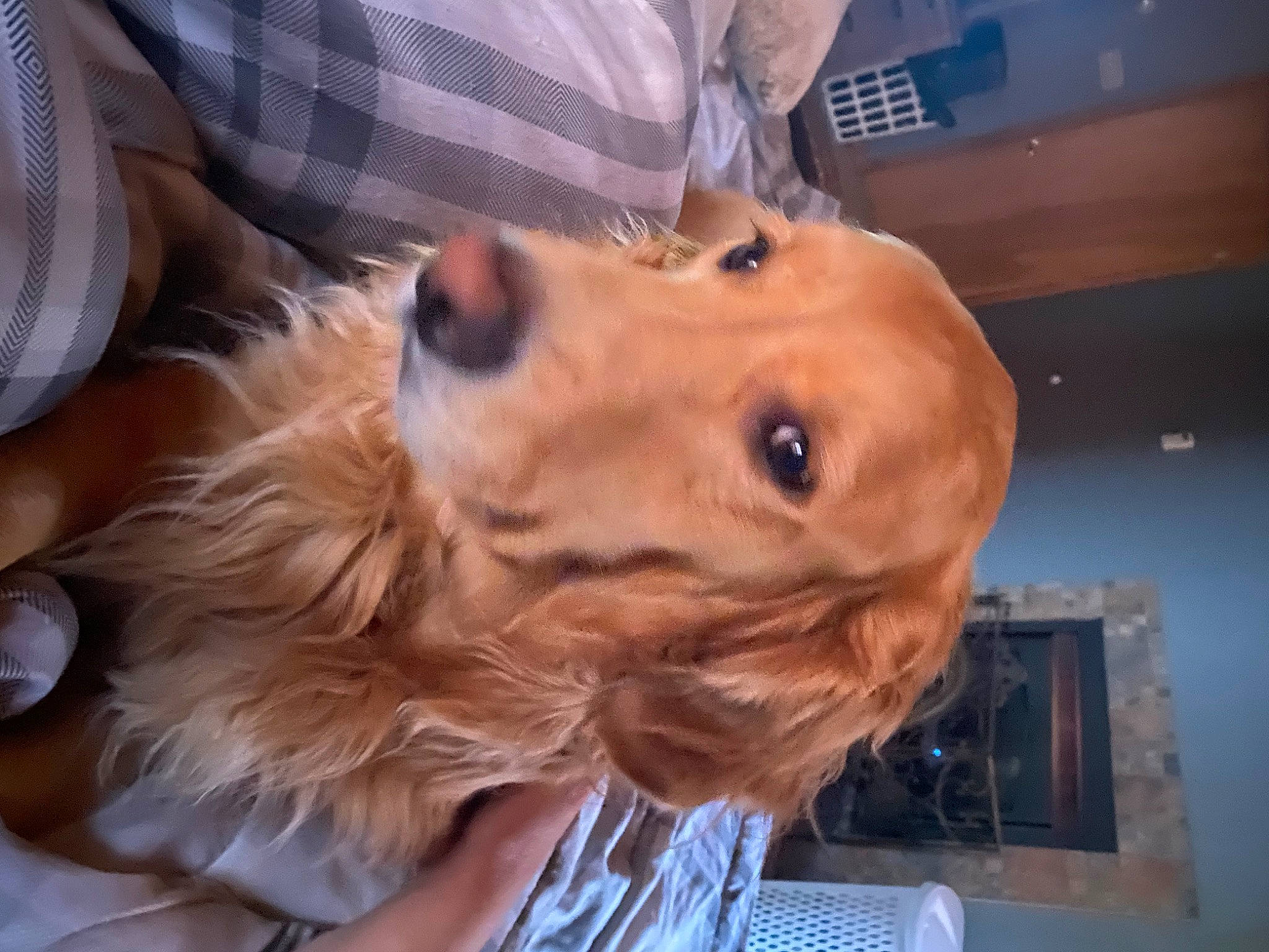 Harley joined the competition — help win amazing prizes! canidae, carnivore, companion_dog, dog, dog_breed, ear, fawn, fur, head, liver, nose, pattern, pet_supply, plaid, snout, spaniel, sporting_group, tartan, whiskers, working_animal