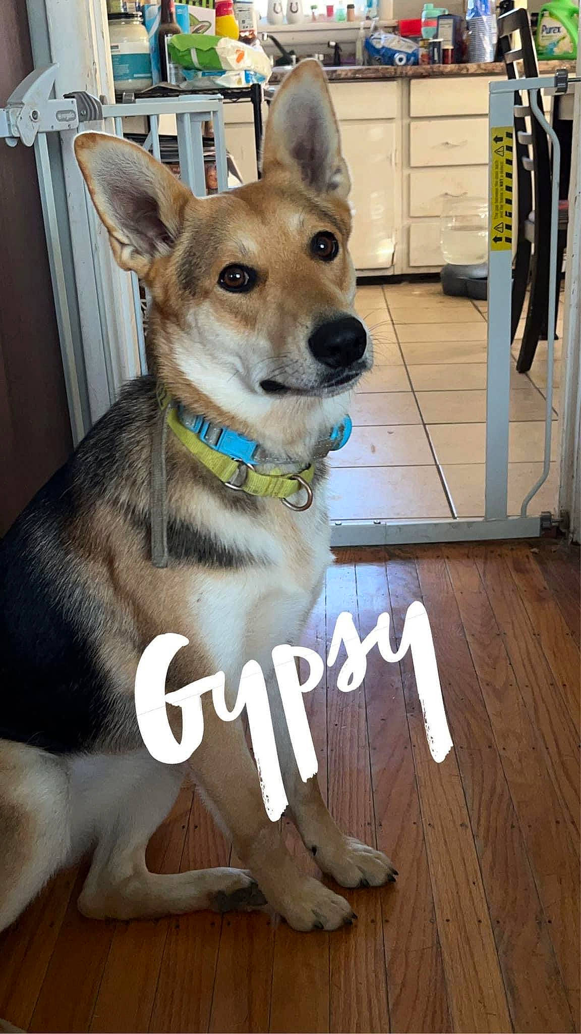 Gypsy joined the competition — help win amazing prizes! canidae, carnivore, collar, companion_dog, dog, dog_breed, dog_collar, dog_supply, fawn, flooring, fur, hardwood, leash, pet_supply, snout, sporting_group, tail, whiskers, wood, working_animal