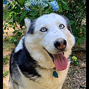 Burt is registered to the contest to win money with this photo: animal, blue_eyes, canine, collar, cute, dog, flowers, grass, greenery, happy, husky, nature, outdoor, pet, plants, portrait, sitting, smiling, summer, tongue_out