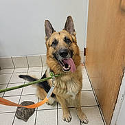 Thaddeus is registered to the contest to win money with this photo: dog, german_shepherd, pet, animal, canine, leash, collar, tongue_out, happy, indoor, tile_floor, door, brown_fur, black_fur, ears_up, sitting, looking_at_camera, domestic_animal, floor, house