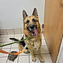 animal, black_fur, brown_fur, canine, collar, dog, domestic_animal, door, ears_up, floor, german_shepherd, happy, house, indoor, leash, looking_at_camera, pet, sitting, tile_floor, tongue_out
