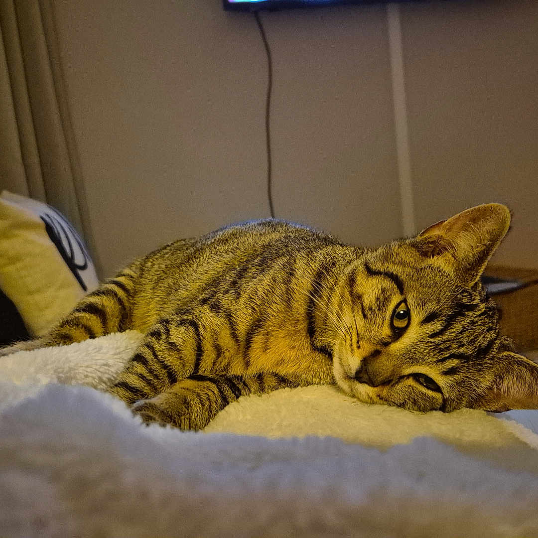 Marcassin a rejoint le concours — aidez-le/la à gagner de superbes lots ! basket, blanket, cat, cozy, domestic_animal, ears, eyes, floor, fur, furniture, indoor, lying_down, pet_bed, pillow, relaxed, resting, striped, tabby, warm_lighting, whiskers
