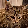 Marcassin participe au concours pour gagner de l'argent avec cette photo : kitten, cat, tabby, basket, curious, indoor, pet, feline, whiskers, paws, young, cute, closeup, animal, domestic, playful, fur, ears, eyes, home