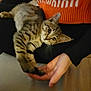 cat, kitten, tabby, pet, hand, person, orange_sweater, black_clothing, lap, indoor, curious, animal, feline, striped, resting, closeup, cozy, holding, texture, warm