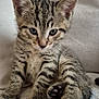 Marcassin participe au concours pour gagner de l'argent avec cette photo : kitten, cat, tabby, pet, animal, feline, cute, young, fur, whiskers, paw, ears, striped, domestic_animal, sitting, closeup, indoor, soft_texture, relaxed, adorable