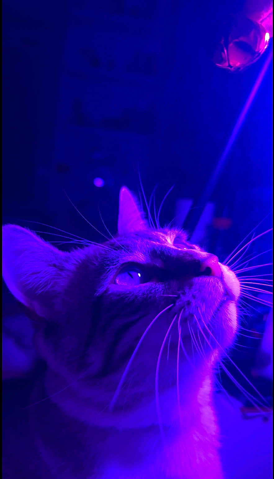 Yuki