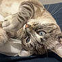 Yuki participe au concours pour gagner de l'argent avec cette photo : cat, blue_eyes, whiskers, paw, fur, close_up, lying_down, striped, tabby, pet, animal, indoor, bed, relaxed, cute, mammal, soft, sleepy, face, portrait