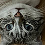 cat, blue_eyes, whiskers, close_up, fur, animal, pet, lying_down, upside_down, curious, domestic_cat, face, nose, ears, tabby, floor, cute, indoor, portrait, feline