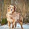 Topaze Et Vlön participe au concours pour gagner de l'argent avec cette photo : dog, australian_shepherd, snow, forest, tree, moss, animal, outdoor, winter, canine, fur, blue_eyes, standing, nature, woodland, background_blur, pet, mammal, alert, cold