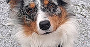 Topaze Et Vlön participe au concours pour gagner de l'argent avec cette photo : dog, australian_shepherd, pet, animal, snow, outdoor, fur, collar, tag, cute, fluffy, ears, eyes, portrait, winter, nature, mammal, friendly, sitting, adorable