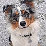 dog, australian_shepherd, pet, animal, snow, outdoor, fur, collar, tag, cute, fluffy, ears, eyes, portrait, winter, nature, mammal, friendly, sitting, adorable