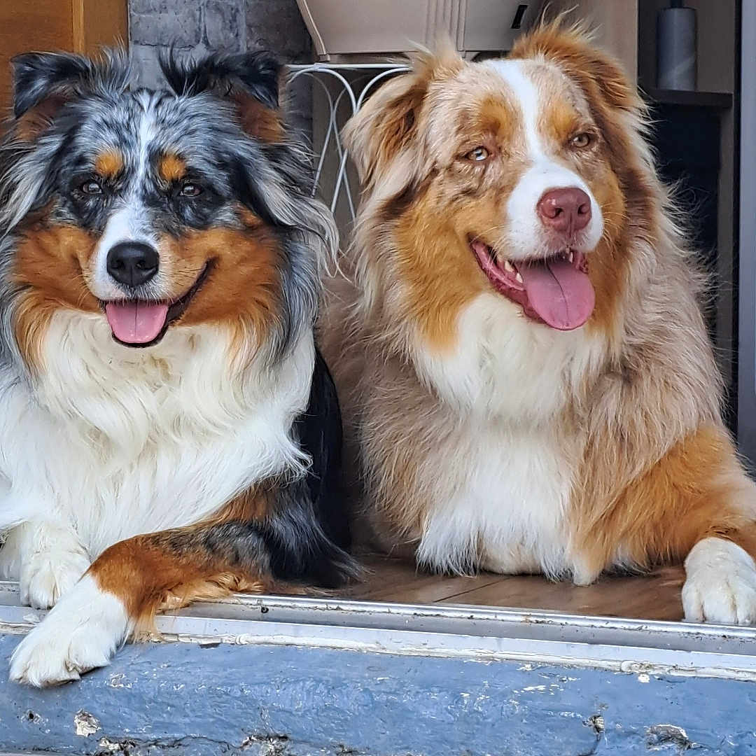 Topaze Et Vlön a rejoint le concours — aidez-le/la à gagner de superbes lots ! dog, australian_shepherd, two_dogs, tongue_out, doorway, blue_doorframe, indoor, happy, pet, animal, fur, companion, laying_down, smiling, canine, house, wood_floor, ears, portrait, friendly
