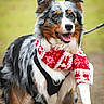 dog, australian_shepherd, scarf, red_scarf, white_scarf, festive, holiday, outdoor, animal, pet, canine, fur, tongue_out, leash, happy, alert, walking, nature, winter_wear, cute