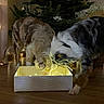 Topaze Et Vlön a rejoint le concours — aidez-le/la à gagner de superbes lots ! dog, christmas_tree, box, fairy_lights, wooden_floor, indoor, decorations, holiday, curious, pets, festive, lights, gift_box, playing, animal, brown_dog, black_white_dog, home, celebration, cozy
