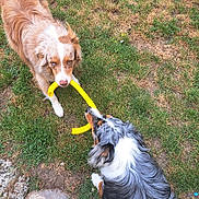 Topaze Et Vlön a rejoint le concours — aidez-le/la à gagner de superbes lots ! dog, play, toy, grass, outdoor, tug_of_war, pet, animal, friendship, brown_dog, black_and_white_dog, fur, ears, mouth, snout, grass_patch, foot, stone_path, summer, daylight