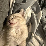 Gus Gus is registered to the contest to win money with this photo: kitten, cat, sleeping, fluffy, pet, bed, blanket, cozy, fur, cute, animal, resting, indoors, soft, relaxed, whiskers, paw, young, adorable, comfort