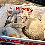 Gus Gus is registered to the contest to win money with this photo: kitten, cat, one_eyed, box, diaper_box, blanket, carpet, indoor, pet, cute, fur, animal, resting, cozy, snug, light, soft, young, domestic_cat, sleepy