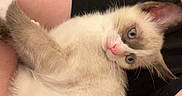 Horchata joined the competition — help win amazing prizes! kitten, cat, pet, blue_eyes, fur, cute, indoor, person, arm, holding, animal, young, cozy, curious, white, brown, black_shirt, butterfly_pattern, wall, closeup