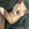 Horchata is registered to the contest to win money with this photo: kitten, sleeping, close_up, pink_nose, whiskers, fur, cozy, fabric, green, cute, pet, animal, resting, soft, young, small, paw, snuggle, domestic_cat, peaceful
