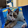 blue_bag, cat, closeup, curious, ears, face, feline, floor, indoor, kitten, mesh, painting, paws, pet, pink_nose, relaxed, stretching, wall, whiskers, wooden_door