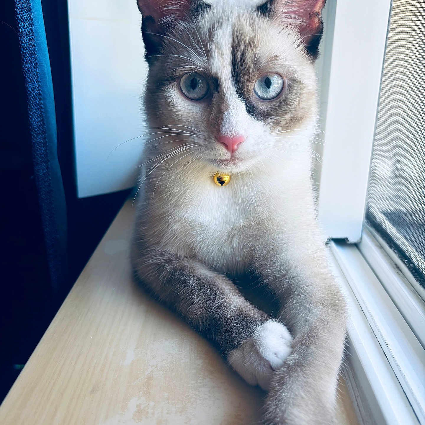 Horchata is registered to the contest to win money with this photo: cat, blue_eyes, indoor, window, paws, fur, collar, golden_bell, relaxed, close_up, pet, animal, cute, domestic, whiskers, pink_nose, sitting, natural_light, feline, portrait