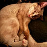 Horchata is registered to the contest to win money with this photo: adorable, animal, cat, closed_eyes, cozy, curled_up, cushion, feline, fur, indoor, kitten, nap, orange_cat, paws, pet, pink_nose, sleeping, sleepy, warm_lighting, whiskers