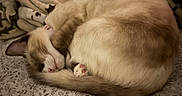Horchata is registered to the contest to win money with this photo: bed, bedding, blanket, cat, cats, cozy, cuddling, curled_up, furry, indoors, orange_cat, patterned_fabric, paws, relaxed, resting, sleeping, tabby, tail, whiskers, white_cat