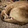 bed, bedding, blanket, cat, cats, cozy, cuddling, curled_up, furry, indoors, orange_cat, patterned_fabric, paws, relaxed, resting, sleeping, tabby, tail, whiskers, white_cat