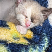 Horchata joined the competition — help win amazing prizes! kitten, sleeping, cat, pet, fur, blanket, cozy, cute, animal, paw, face, snuggled, resting, indoor, soft, young, domestic_cat, pink_nose, whiskers, closeup