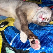 Horchata joined the competition — help win amazing prizes! animal, blanket, cat, close_up, collar, colorful, cozy, cute, fur, indoors, kitten, lying_down, paws, pet, pink_nose, portrait, relaxed, sleeping, toe_beans, upside_down