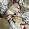 Horchata joined the competition — help win amazing prizes! kitten, sleeping, blanket, cozy, cute, paw, pink_nose, fur, resting, indoor, soft, comfort, animal, pet, closeup, snuggling, peaceful, young_cat, feline, warm