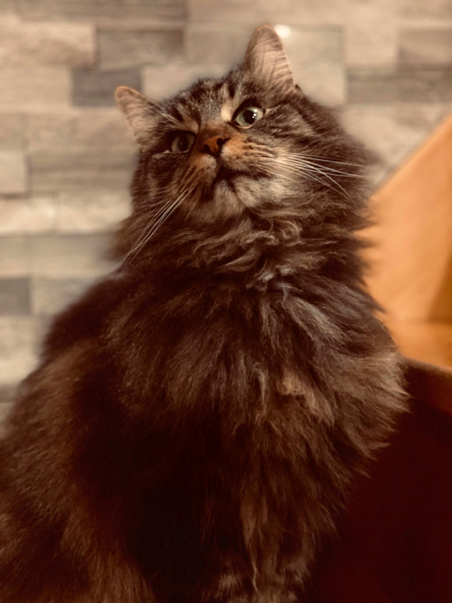 Mia a rejoint le concours — aidez-le/la à gagner de superbes lots ! black_cat, british_longhair, carnivore, cat, claw, fawn, felidae, fur, hair, iris, maine_coon, monochrome_photography, sitting, small_to_medium_sized_cats, snout, terrestrial_animal, whiskers, wood, working_animal