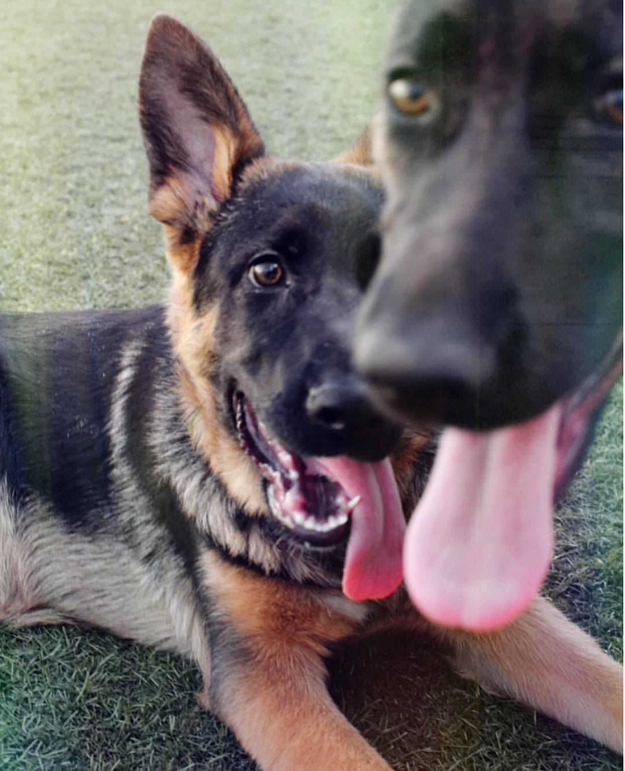Luna Tuna joined the competition — help win amazing prizes! canidae, carnivore, dog, dog_breed, ear, east_european_shepherd, fawn, german_shepherd_dog, king_shepherd, kunming_wolfdog, mammal, old_german_shepherd_dog, police_dog, rare_breed_dog, shiloh_shepherd_dog, snout, vertebrate, working_dog